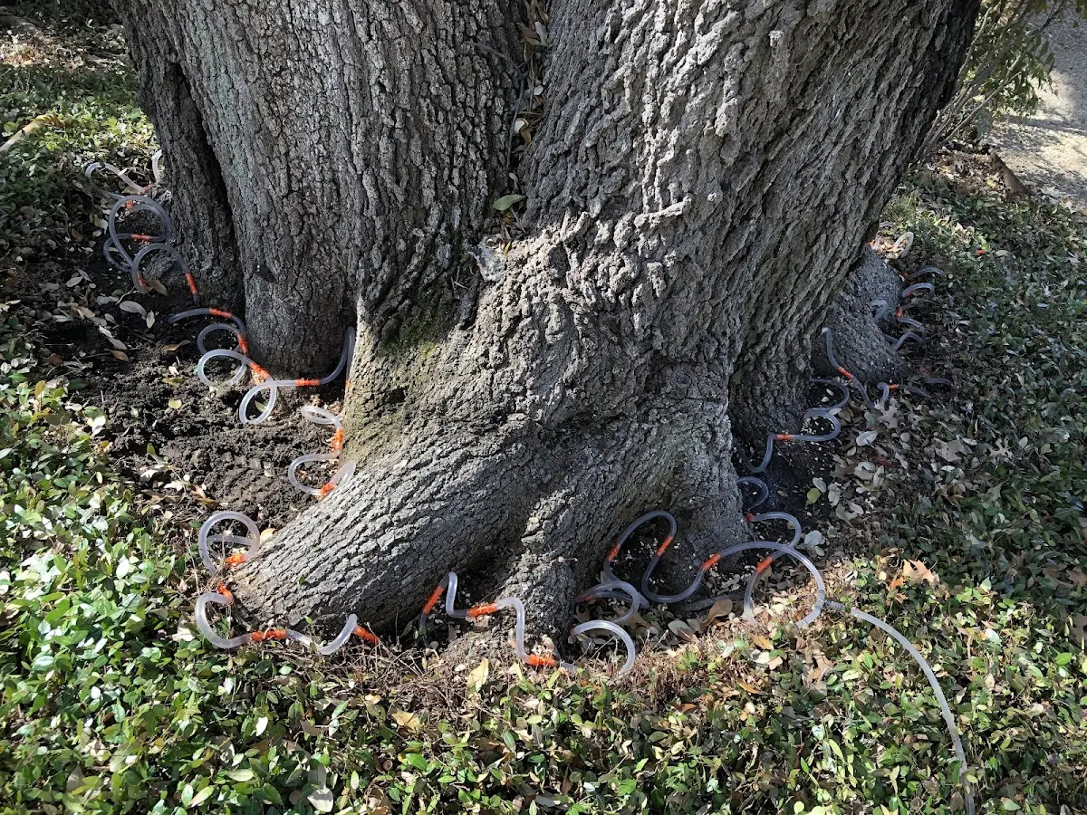 Detailed Shrub and Hedge Trimming job site in Azle