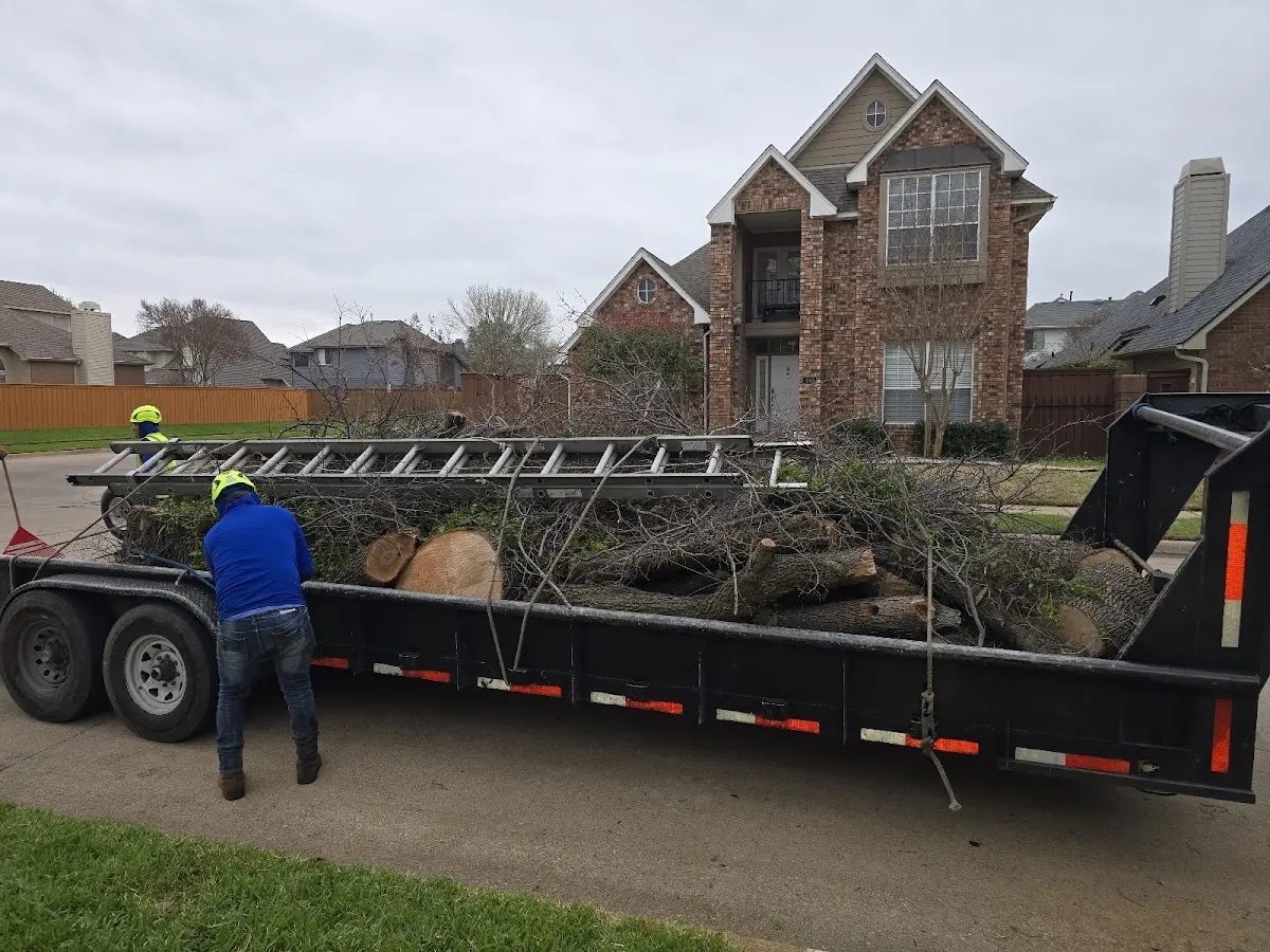 Expert Tree Pest Control with proper safety equipment in Azle